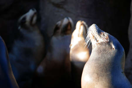 Stock image of sea lion
の写真素材