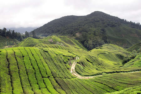 Tea plantation at the Cameron Highland, Malaysia
の写真素材