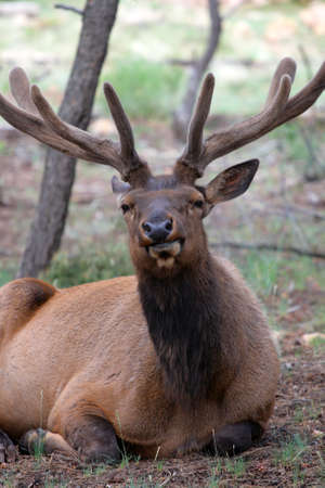 Mule deers at Grand Canyon National Park, US
の写真素材