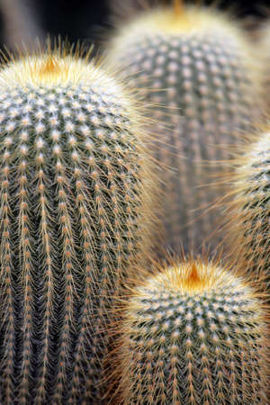 Close up image of cactus
の写真素材