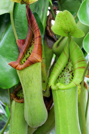 Pitcher plants are carnivorous plants whose prey-trapping mechanism features a deep cavity filled with liquid known as a pitfall trap
の写真素材