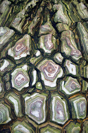 Close up image of a tree trunk
の写真素材