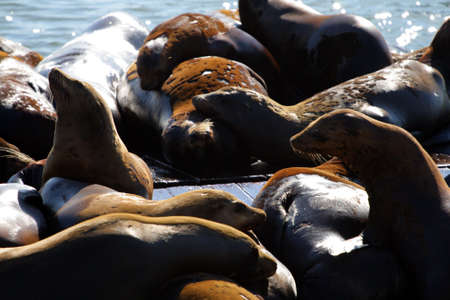 Sea lions at Pier 39, San Francisco, USA
の写真素材