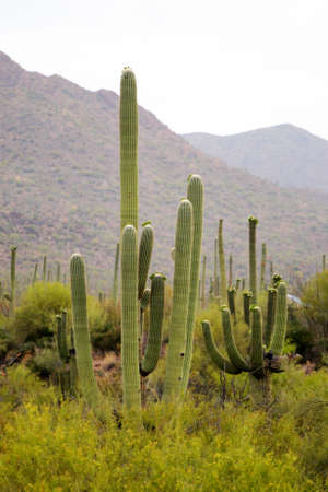 Stock image of Saguaro National Park, USA
の写真素材
