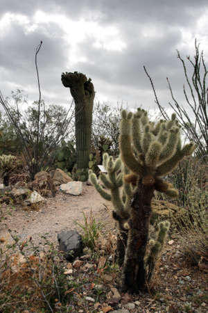 Stock image of Saguaro National Park, USA
の写真素材