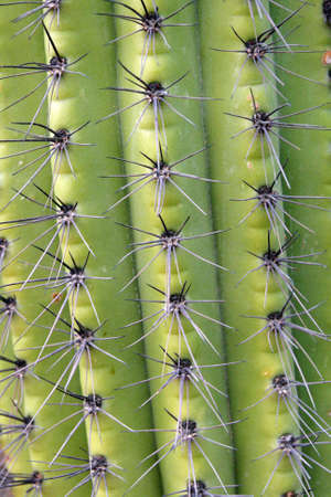 Stock image of Saguaro National Park, USA
の写真素材
