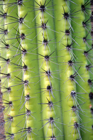 Stock image of Saguaro National Park, USA
の写真素材