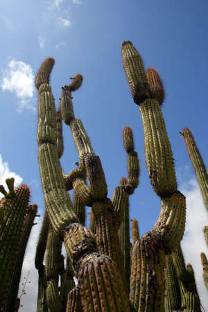 Stock image of Saguaro National Park, USA
の写真素材