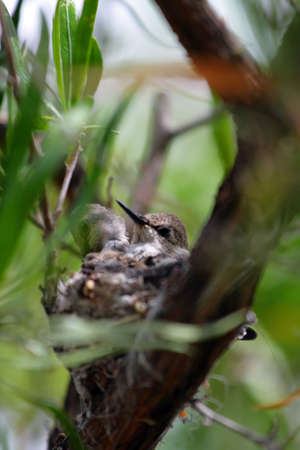 Stock image of a humming bird
の写真素材