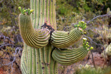 Stock image of Saguaro National Park, USA
の写真素材