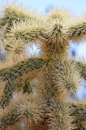 Stock image of Saguaro National Park, USA
の写真素材