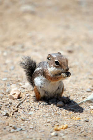Stock image of a chipmunk
