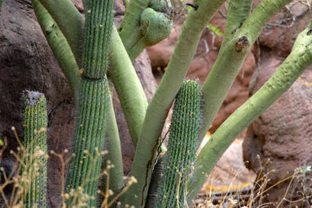 Stock image of Saguaro National Park, USA
の写真素材