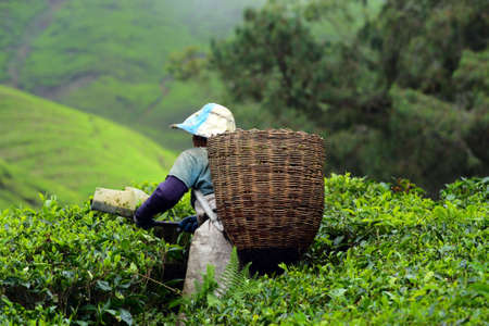 Tea plantation at the Cameron Highland, Malaysia
の写真素材