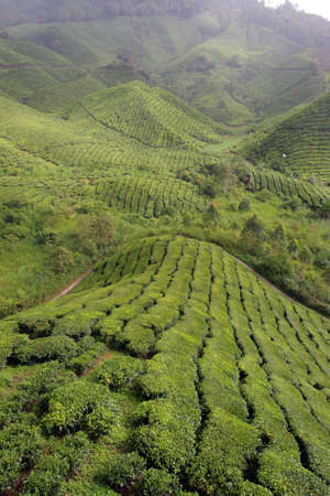 Tea plantation at the Cameron Highland, Malaysia
の写真素材