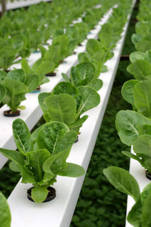 Hydrophonic Plantation at Cameron Highlands, Malaysia
の写真素材