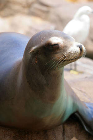 Stock image of seal
の写真素材