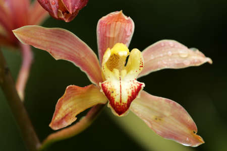 Close up image of orchids
の写真素材