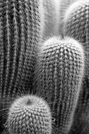 Close up image of cactus
の写真素材