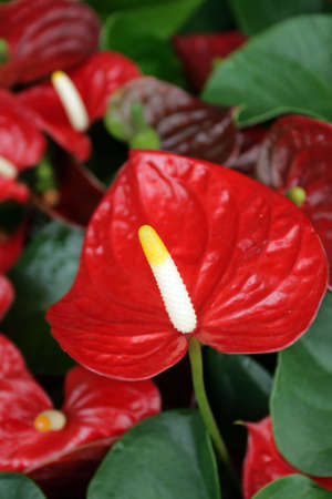 Stock image of garden plants in the spring
の写真素材