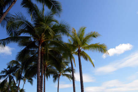 Stock image of Waikiki Beach, Honolulu, Oahu, Hawaii
