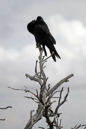 Grand Canyon National Park (South Rim), USA
の写真素材