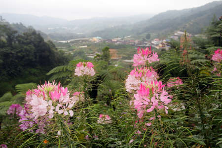 Stock image of Cameron Highland, Malaysia

の写真素材