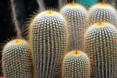 Close up image of cactus