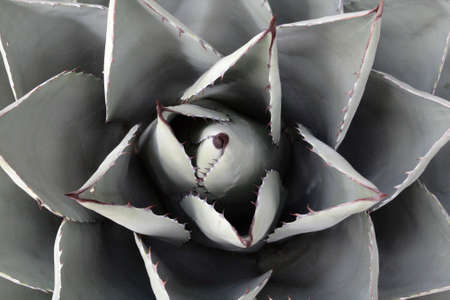 Stock image of Saguaro National Park, USA
の写真素材