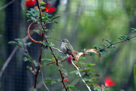Stock image of a humming bird
の写真素材