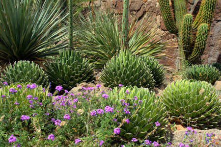 Stock image of Saguaro National Park, USA
の写真素材