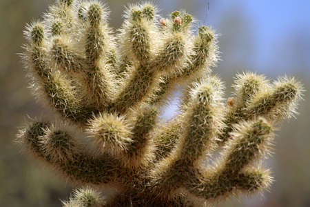 Stock image of Saguaro National Park, USA
の写真素材