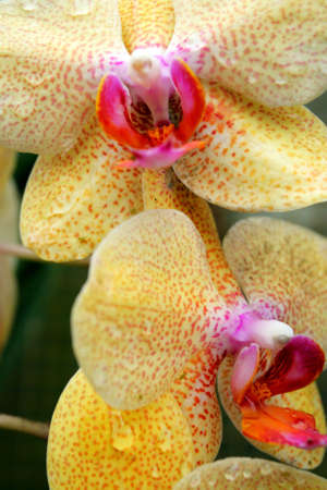 Close up image of orchids
の写真素材