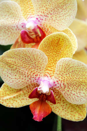 Close up image of orchids
の写真素材