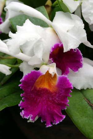 Close up image of orchids
の写真素材