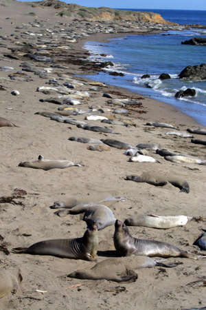 Sea lions at the Pacific Coast, California, USA
の写真素材