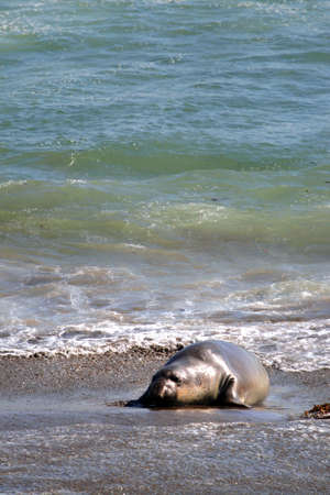 Sea lions at the Pacific Coast, California, USA
の写真素材