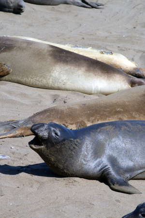 Sea lions at the Pacific Coast, California, USA
の写真素材