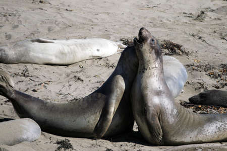 Sea lions at the Pacific Coast, California, USA
の写真素材