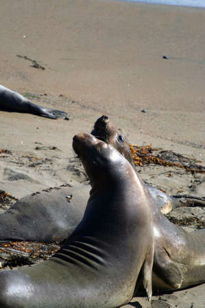 Sea lions at the Pacific Coast, California, USA
の写真素材