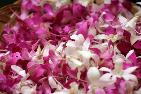 Close up image of orchids
の写真素材