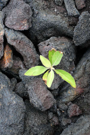 Stock image of Hawaii Volcanoes National Park, USA
の写真素材