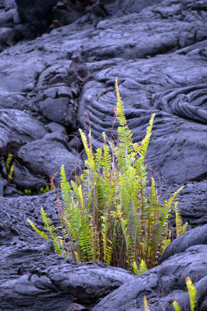 Stock image of Hawaii Volcanoes National Park, USA
の写真素材