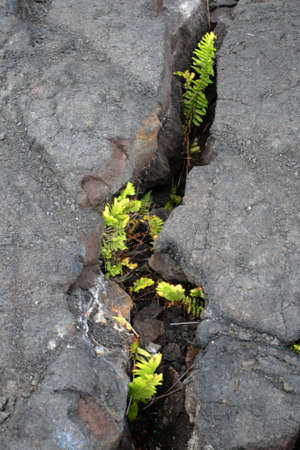 Stock image of Hawaii Volcanoes National Park, USA
の写真素材