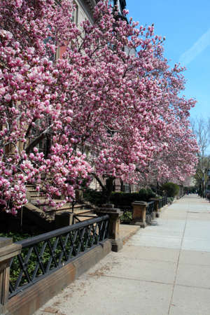 Back Bay and neighboring Beacon Hill are considered Boston's most upscale and desirable neighborhoods
の写真素材