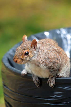 Boston Common and Public Garden, USA
の写真素材