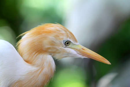 Stock image of an egret
の写真素材