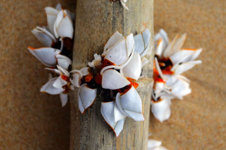 Tioman island, Malaysia 
の写真素材