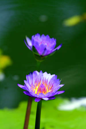 Blossom lotus flower in Japanese pond
の写真素材
