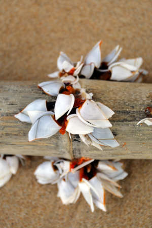 Tioman island, Malaysia 
の写真素材